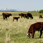 a calf and cows on a pasture with mountains in the background