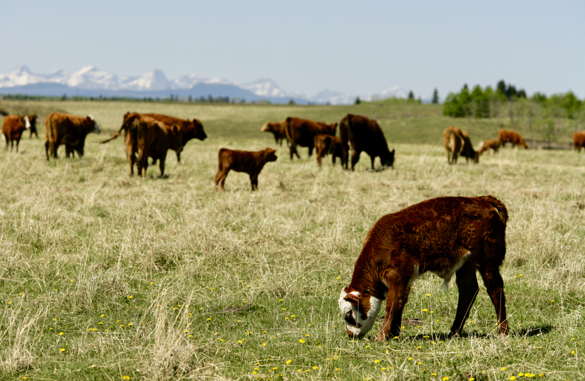 a calf and cows on a pasture with mountains in the background