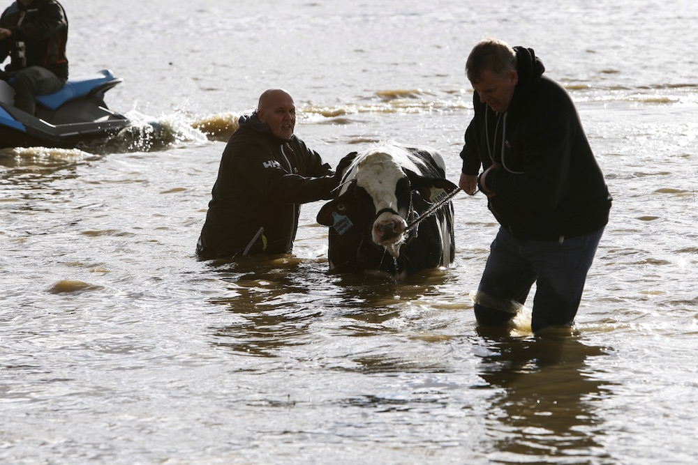 Farmers and community members help to rescue stranded cattle from a farm at Abbotsford, B.C. on Nov. 16, 2021, after rainstorms caused flooding and landslides in the area. (Photo: Reuters/Jesse Winter)
