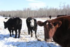 cows grazing corn on a pasture in winter