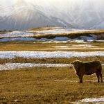 cow standing on a snowy pasture with mountains in the background