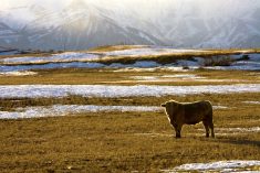 cow standing on a snowy pasture with mountains in the background