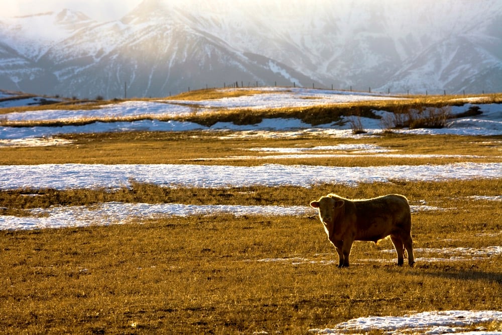 cow standing on a snowy pasture with mountains in the background