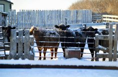 cattle in a corral in the winter season