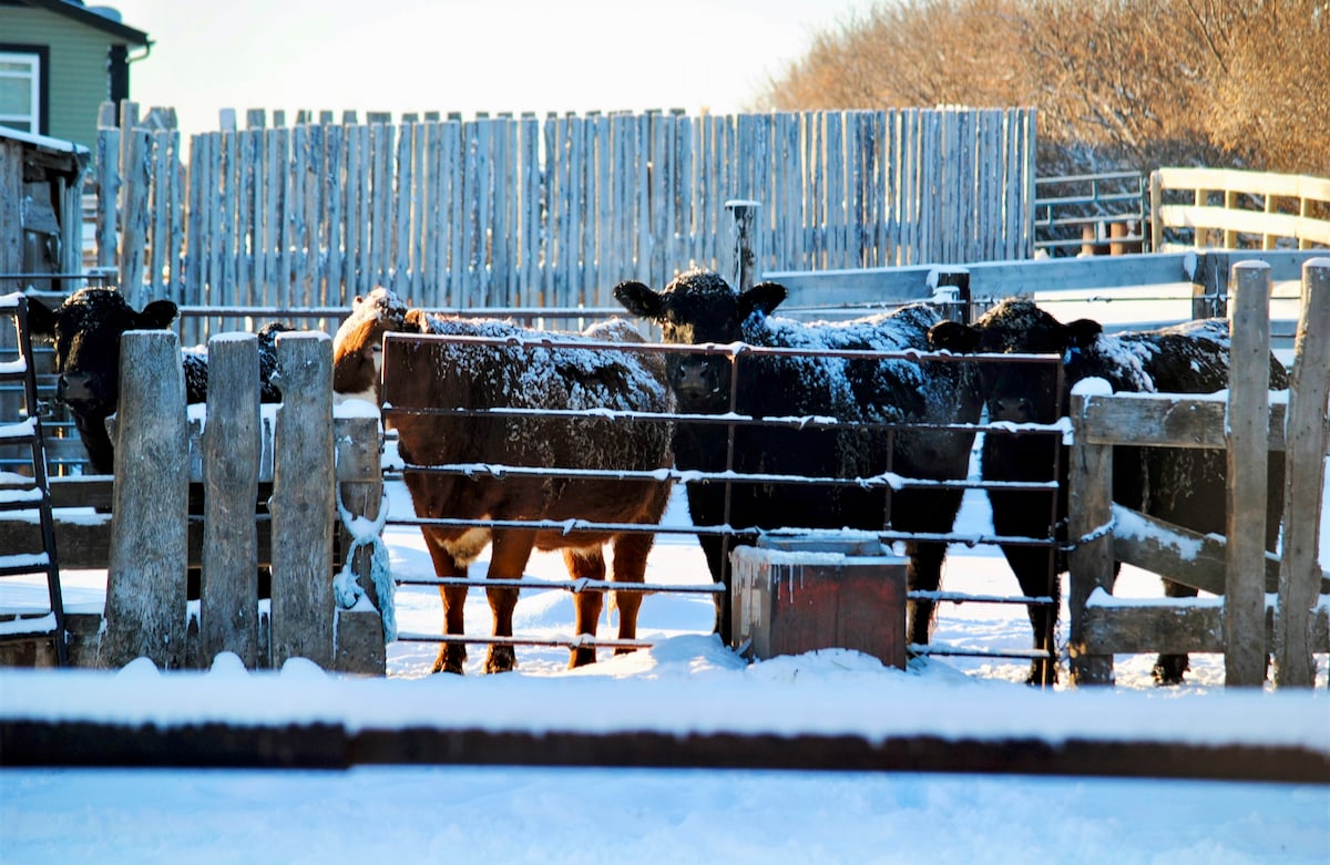 cattle in a corral in the winter season