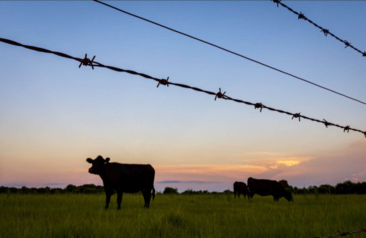 Barbed wire with cattle in silhouette against sunset