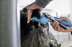 tool taking an ear tissue sample for DNA testing