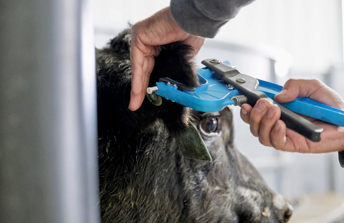 tool taking an ear tissue sample for DNA testing