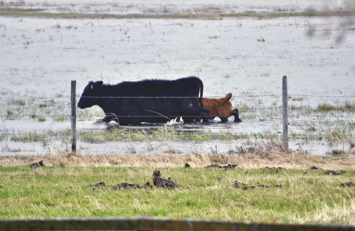 A cow leads her calf to higher ground, near Vogar, Man. in 2011. Lake Manitoba had overflowed, flooding nearby ranches.