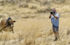 man taking a picture of a cow in a field