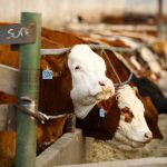 Photo: Canada Beef