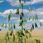 “I’ll be quite surprised if he (U.S. president-elect Donald Trump) doesn’t implement the tariffs on his first day,” said oat market analyst Randy Strychar at the SaskOats 2025 annual general meeting held today during Crop Week in Saskatoon. | File photo