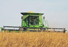 Mustard harvest: File photo