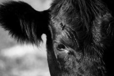 a close-up view of a black cow