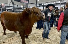bull and handler at a farm show
