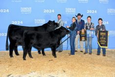 cow and calf at a cattle show