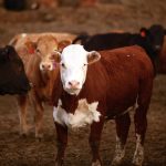 Atypical interstitial pneumonia (AIP) before they see it is a deadly disease that often plagues cattle in feedlots, but the cause of this illness is largely a mystery. Photo: Canada Beef