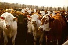 U.S. cattle prices surged at start of 2025
