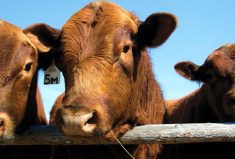 red angus bulls at a fence