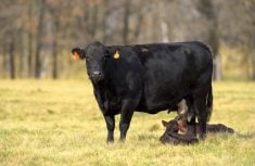 a cow and two calves on a pasture
