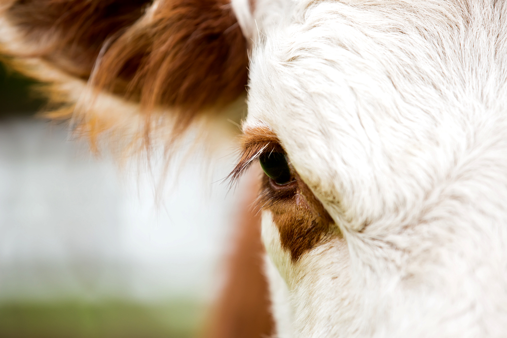 Close-Up of Hereford Cow Eye