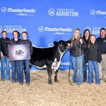 A heifer donated to the Canadian Speckle Park Association