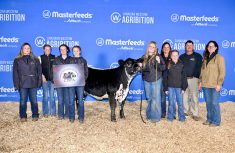 A heifer donated to the Canadian Speckle Park Association