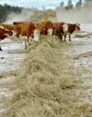 Cattle eating hay during the winter