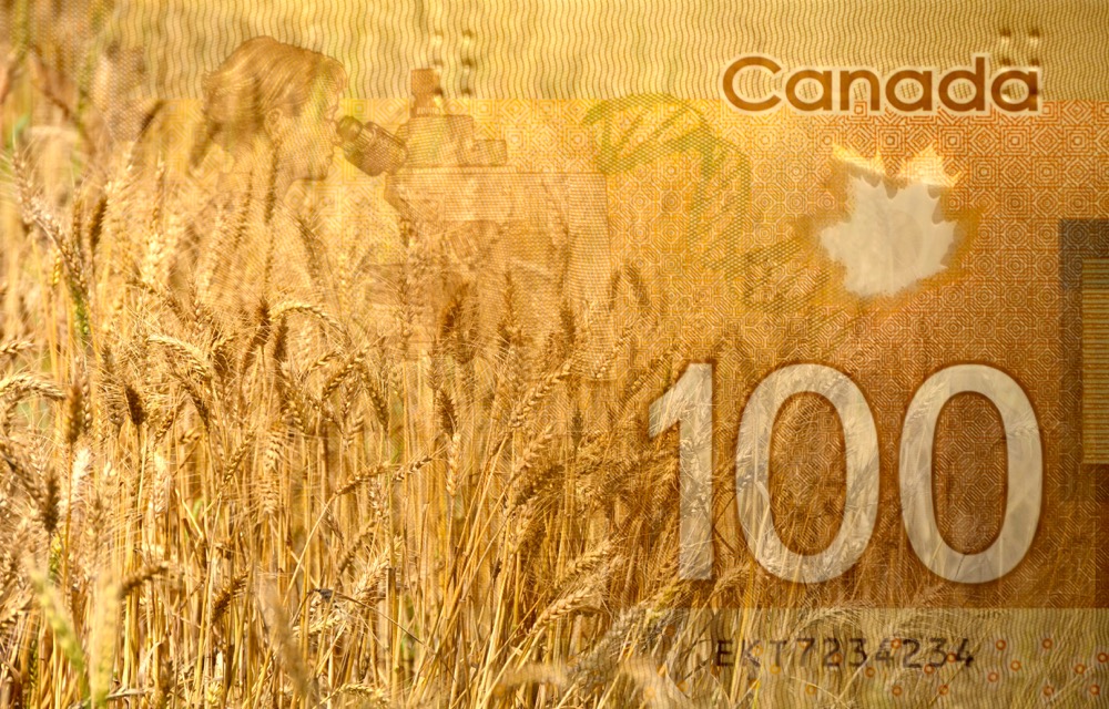 Organic wheat prices have doubled compared to last spring, says a director with the Manitoba Organic Alliance. Photo: Thinkstock
