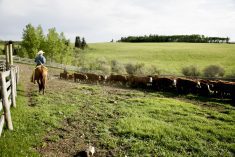 cattle and a rancher on a horse in a pasture