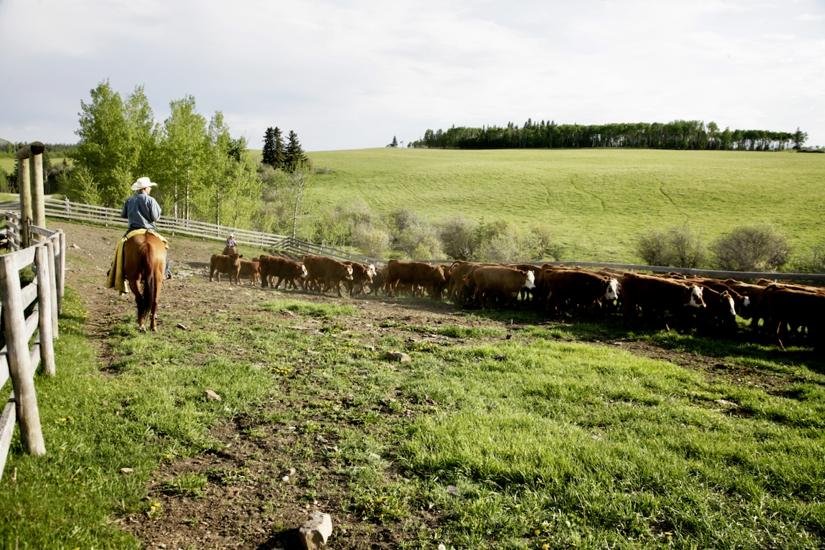cattle and a rancher on a horse in a pasture