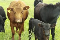 cattle on a pasture