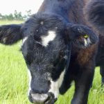 calf in a pasture