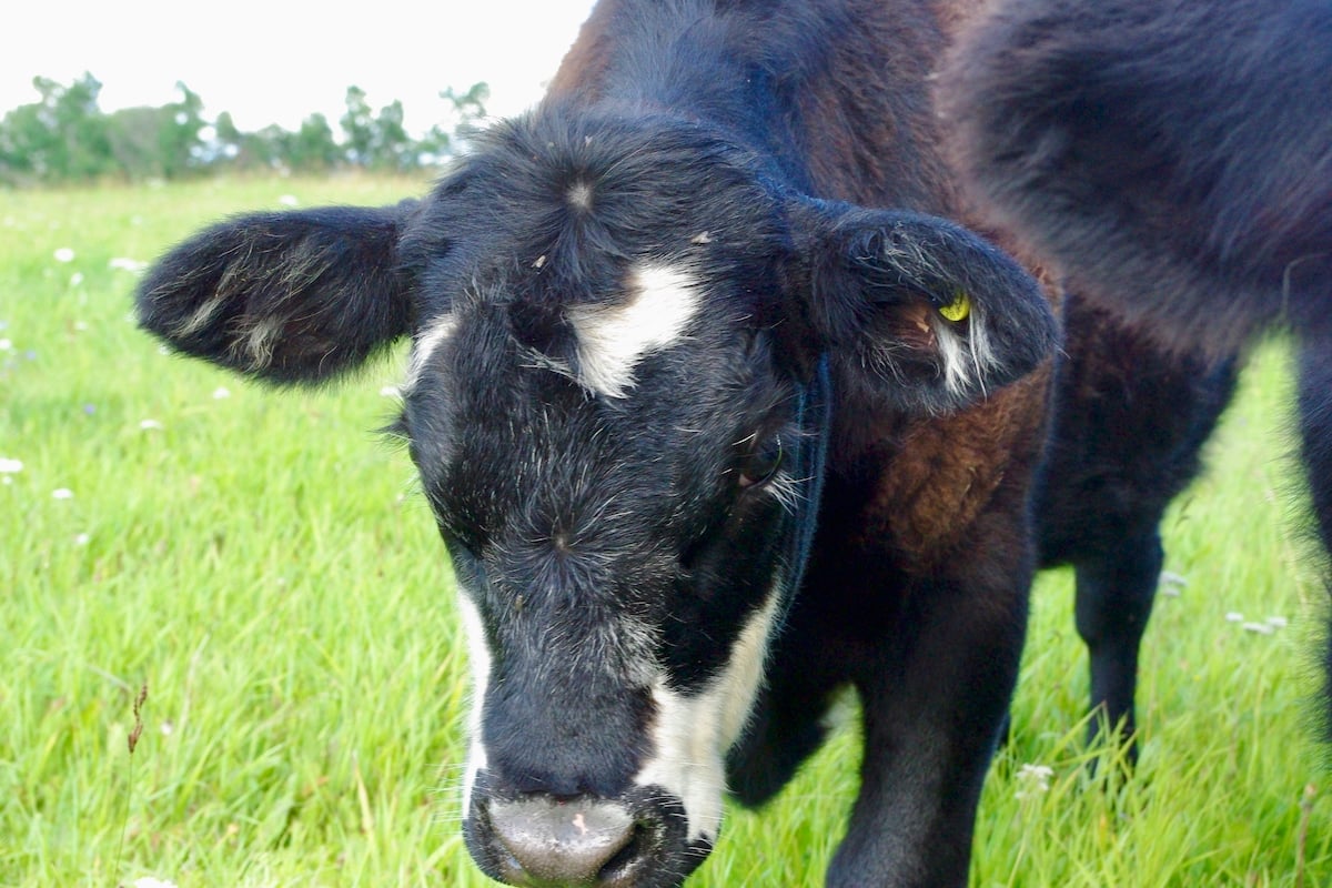 calf in a pasture