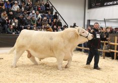Tyler Blanchette leads his Grand Champion Charolais bull into the ring at Agribition’s Beef Supreme on November 30.