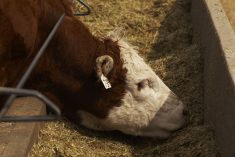 (Photo courtesy Canada Beef Inc.)
