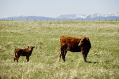 A cow and calf graze on a prairie in Western Canada