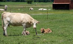 A cow disposes of the afterbirth as two young calves lay nearby. Newborn calves are vulnerable to disease, so farmers and ranchers should strive to reduce disease risk during calving season.