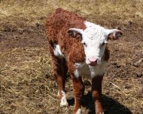 A newborn cow stands in straw