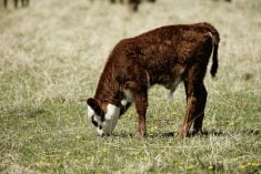 A young calf nibbles early spring growth. Calves that are raised by a cow, and receive enough colostrum in a timely fashion, are less prone to some types of colic.