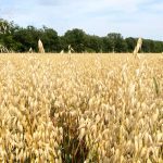 Producers with early contracts received good prices, especially for organic crops such as oats and flax. Photo: File/Greg Berg
