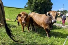 Pasture grazing is a huge part of Andreas Scheurer’s land and herd management plan for his small Swiss beef operation in the Bernese Seeland region of Switzerland.