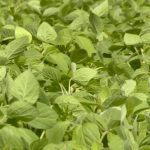 CBOT Weekly: Prices expected to slowly recover