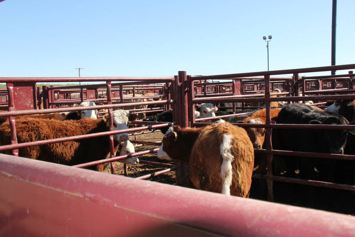 Cattle wait in outdoor pens to be sold at an Alberta auction mart.