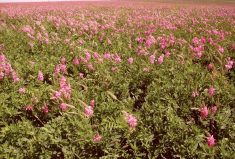 An alfalfa sainfoin mix flourishing in a field.