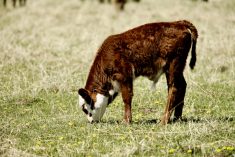 a calf grazing in a green pasture