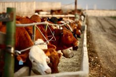 cattle eating from a trough in a feedlot