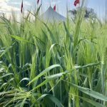 forage barley