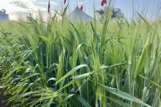 forage barley