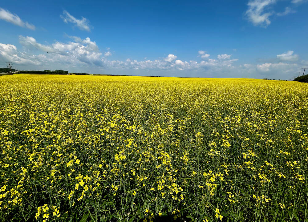 ICE canola weekly outlook: Future cloudy for futures